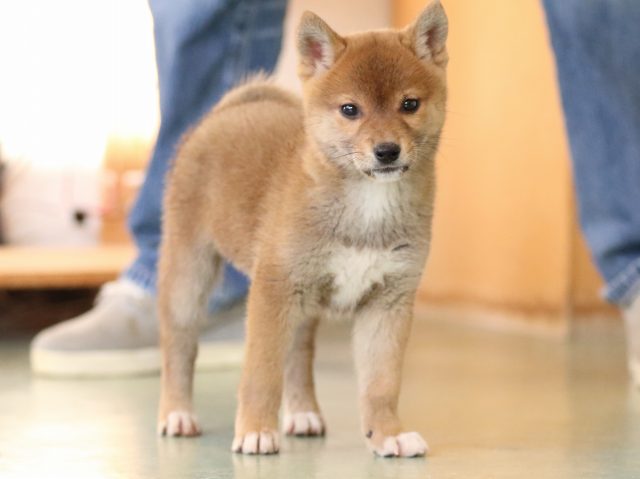 fp5a0875-puppy fp5a0875-puppy