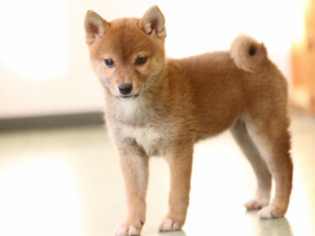 fp5a0892-puppy fp5a0892-puppy