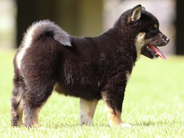 fp5a0893-puppy fp5a0893-puppy