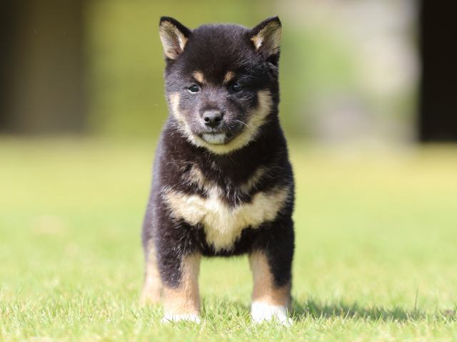fp5a0909-puppy fp5a0909-puppy