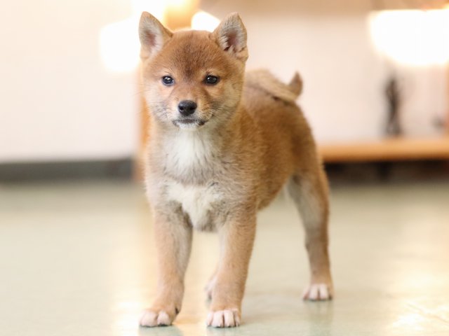 fp5a0964-puppy fp5a0964-puppy