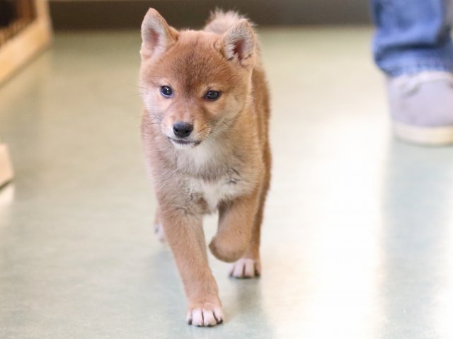 fp5a0977-puppy fp5a0977-puppy
