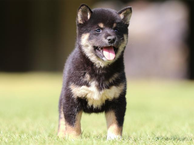 fp5a0986-puppy fp5a0986-puppy