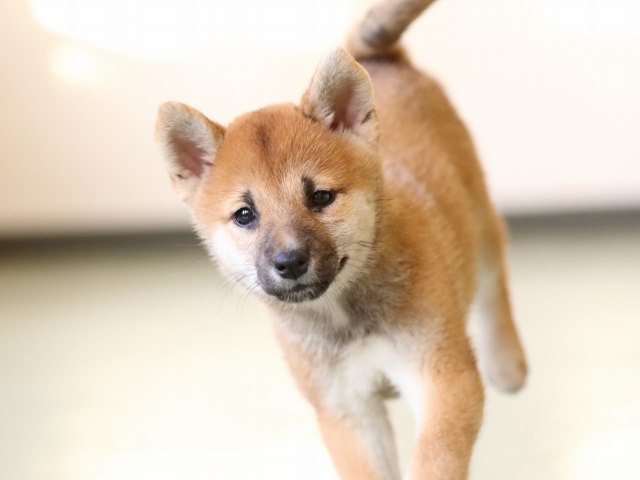 fp5a0996-puppy fp5a0996-puppy