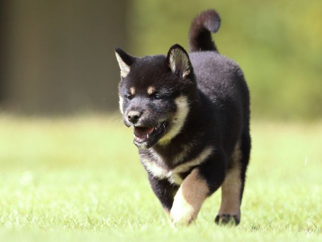 fp5a1022-puppy fp5a1022-puppy