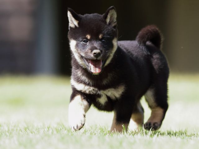 fp5a1033-puppy fp5a1033-puppy