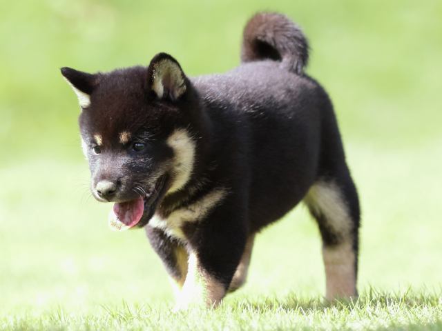 fp5a1050-puppy fp5a1050-puppy