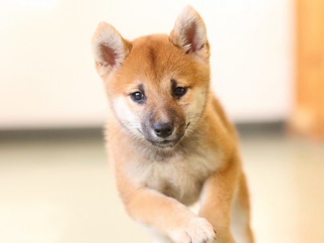 fp5a1053-puppy fp5a1053-puppy