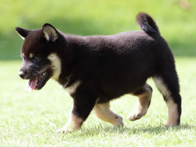fp5a1063-puppy fp5a1063-puppy
