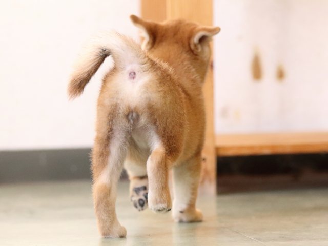 fp5a1071-puppy fp5a1071-puppy