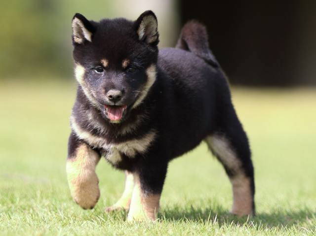 fp5a1074-puppy fp5a1074-puppy