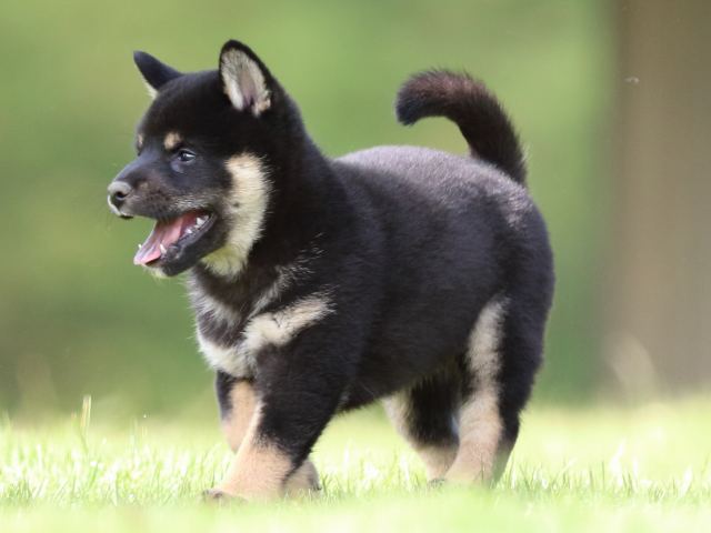 fp5a1084-puppy fp5a1084-puppy