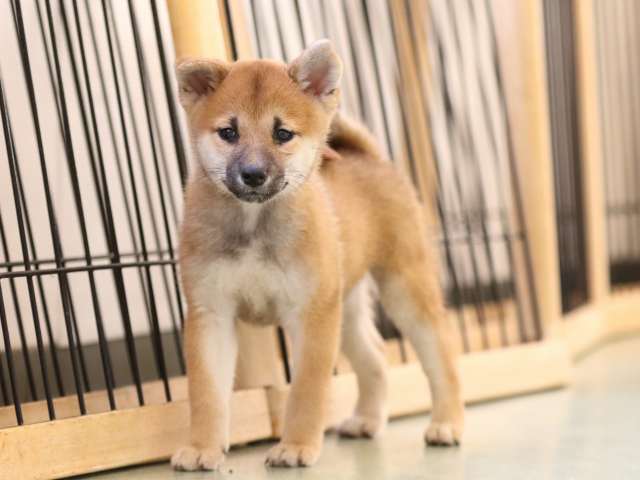 fp5a1091-puppy fp5a1091-puppy