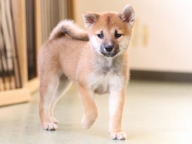 fp5a1098-puppy fp5a1098-puppy