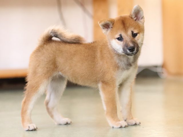 fp5a1119-puppy fp5a1119-puppy