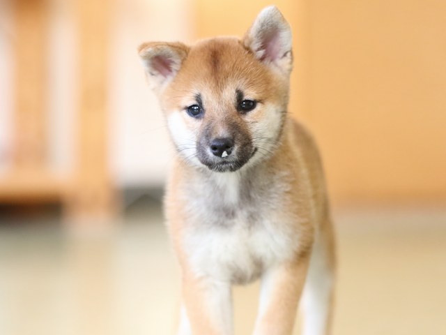 fp5a1129-puppy fp5a1129-puppy