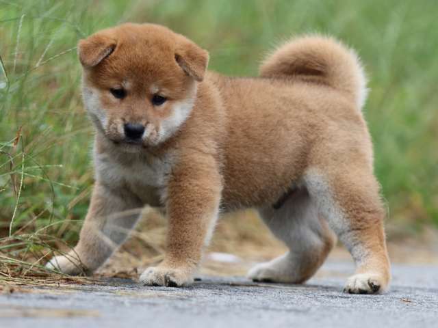 fp5a1133-puppy fp5a1133-puppy