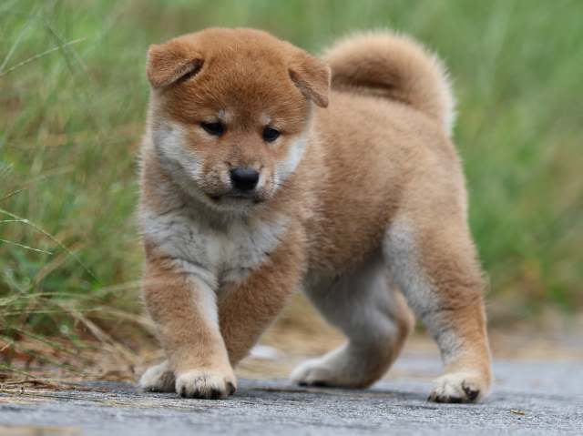 fp5a1137-puppy fp5a1137-puppy