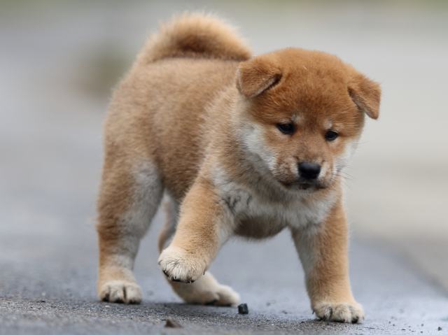 fp5a1142-puppy fp5a1142-puppy