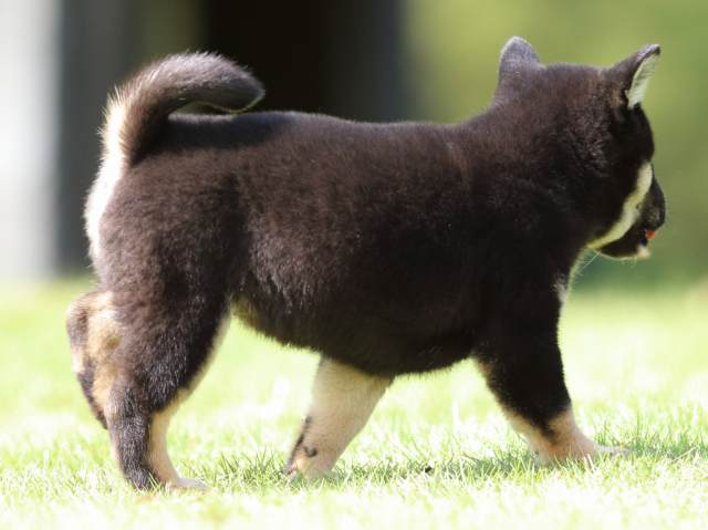 fp5a1147-puppy fp5a1147-puppy