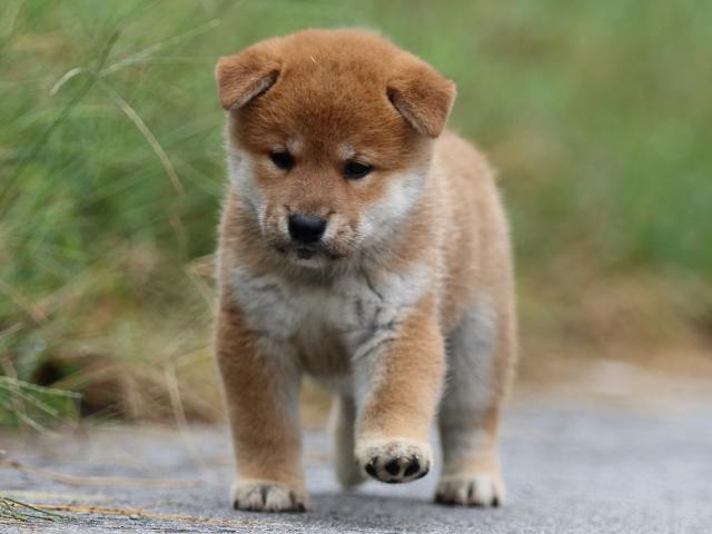 fp5a1148-puppy fp5a1148-puppy