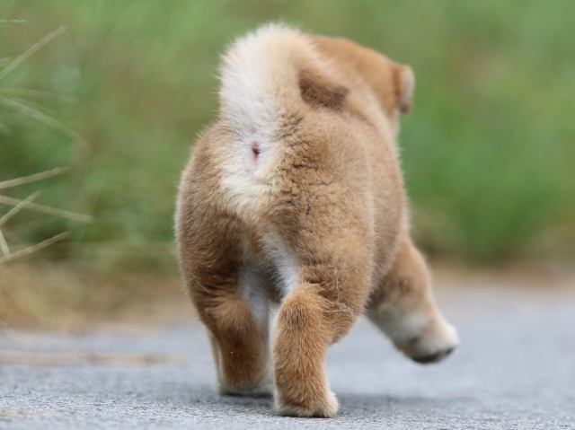 fp5a1152-puppy fp5a1152-puppy