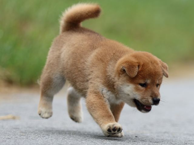 fp5a1181-puppy fp5a1181-puppy