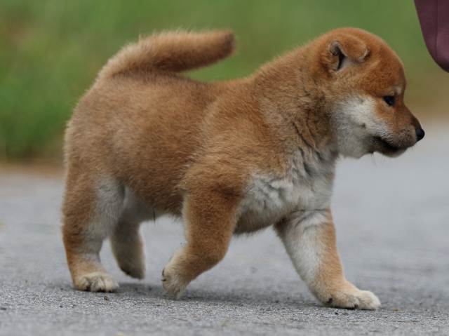 fp5a1192-puppy fp5a1192-puppy