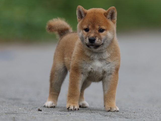 fp5a1212-puppy fp5a1212-puppy