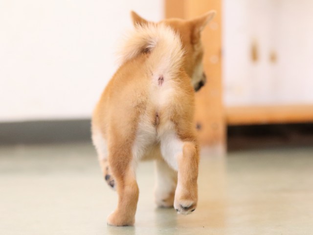 fp5a1218-puppy fp5a1218-puppy