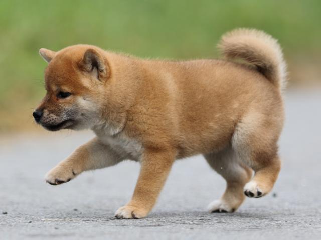fp5a1229-puppy fp5a1229-puppy