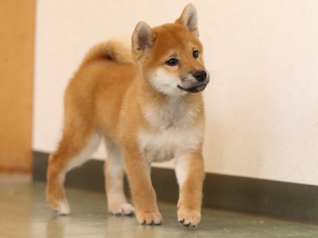fp5a1231-puppy fp5a1231-puppy