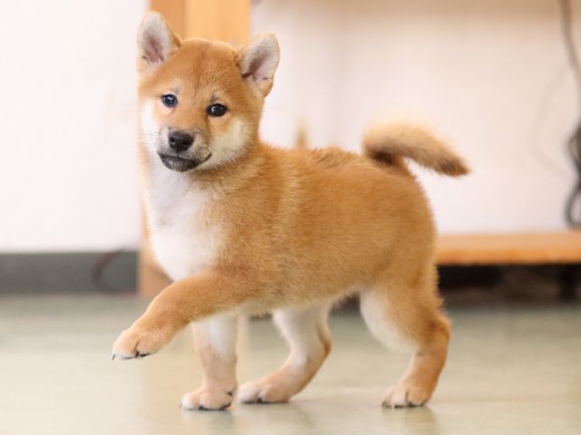 fp5a1236-puppy fp5a1236-puppy