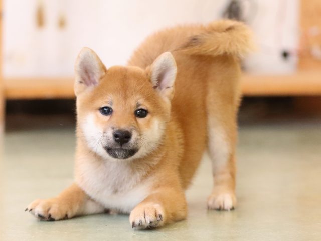 fp5a1248-puppy fp5a1248-puppy