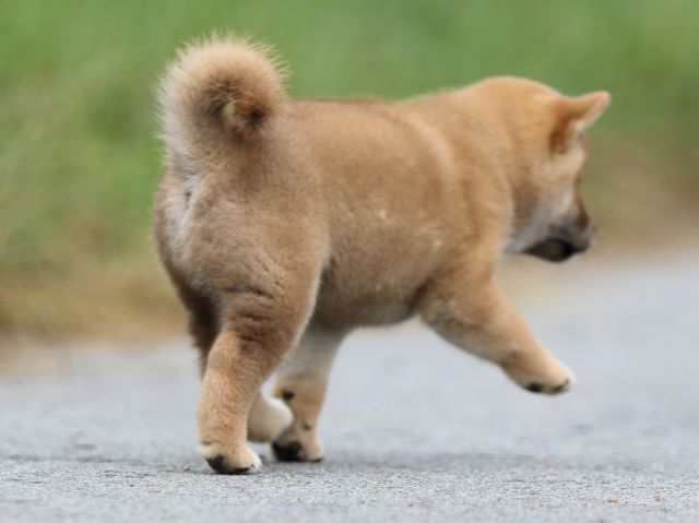 fp5a1254-puppy fp5a1254-puppy