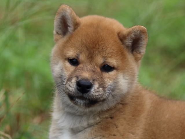 fp5a1256-puppy fp5a1256-puppy