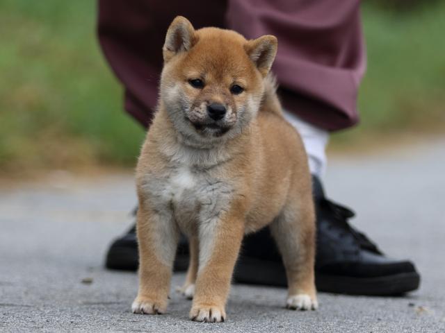 fp5a1260-puppy fp5a1260-puppy