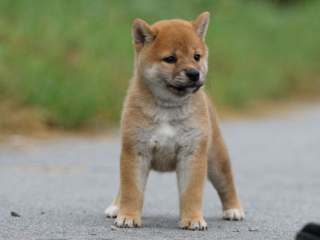 fp5a1269-puppy fp5a1269-puppy