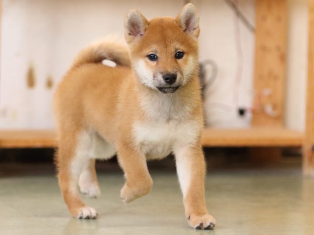 fp5a1282-puppy fp5a1282-puppy