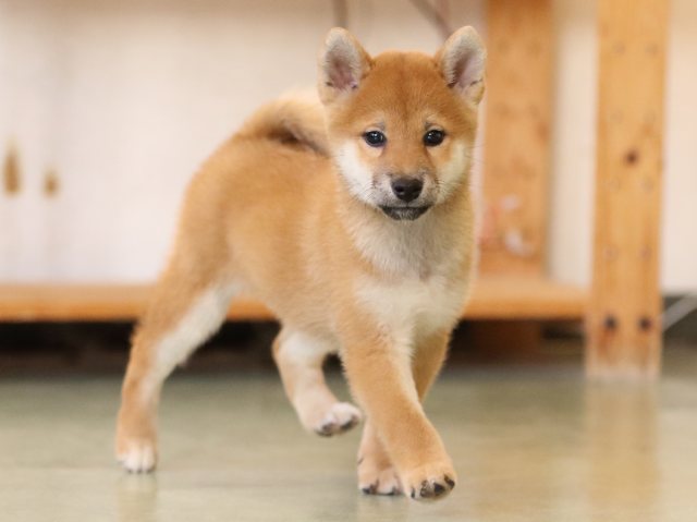 fp5a1283-puppy fp5a1283-puppy