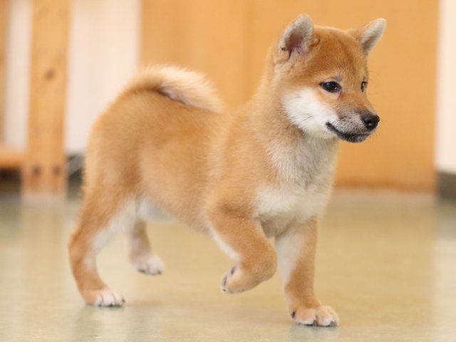 fp5a1288-puppy fp5a1288-puppy