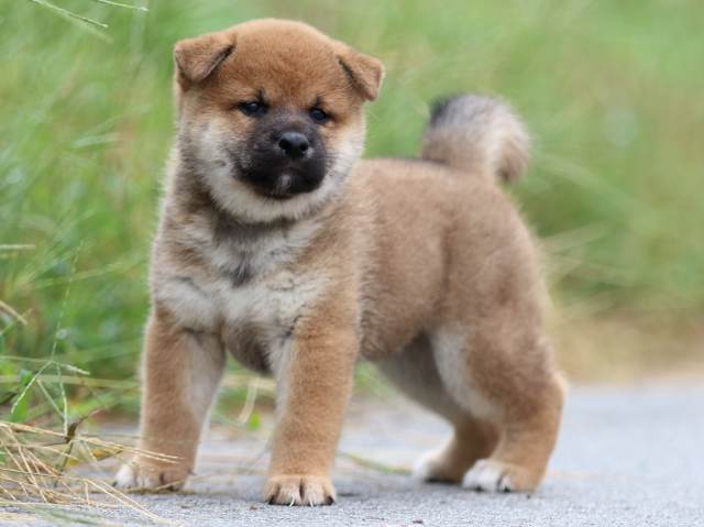 fp5a1292-puppy fp5a1292-puppy