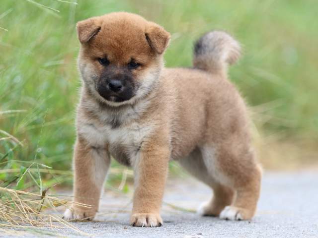 fp5a1297-puppy fp5a1297-puppy