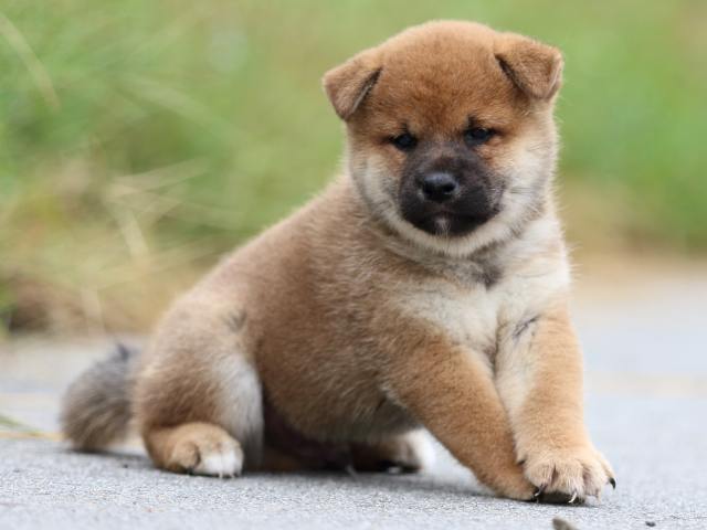 fp5a1312-puppy fp5a1312-puppy