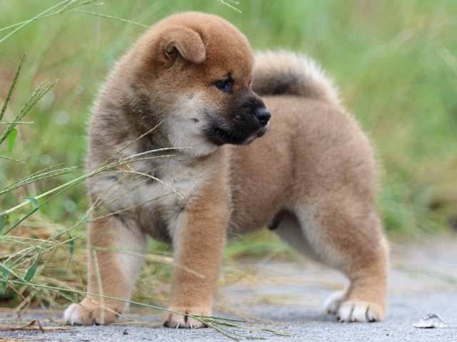 fp5a1326-puppy fp5a1326-puppy