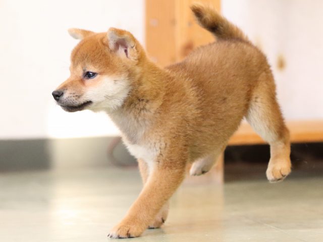 fp5a1344-puppy fp5a1344-puppy