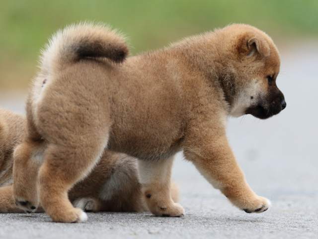 fp5a1357-puppy fp5a1357-puppy