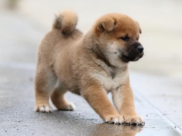 fp5a1364-puppy fp5a1364-puppy