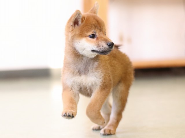 fp5a1384-puppy fp5a1384-puppy