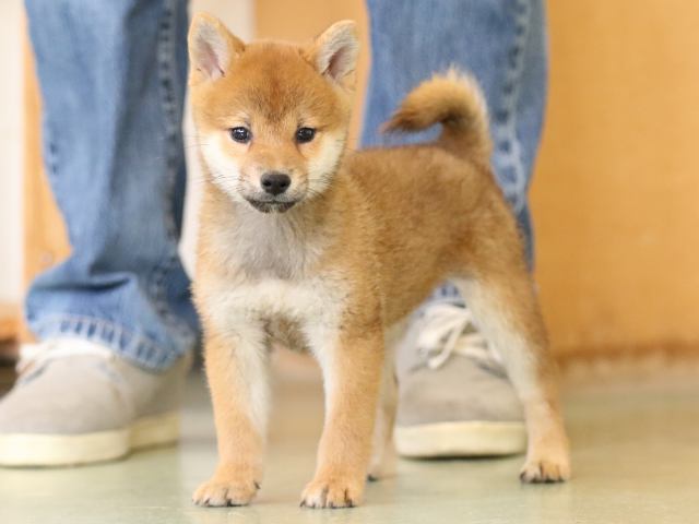 fp5a1392-puppy fp5a1392-puppy